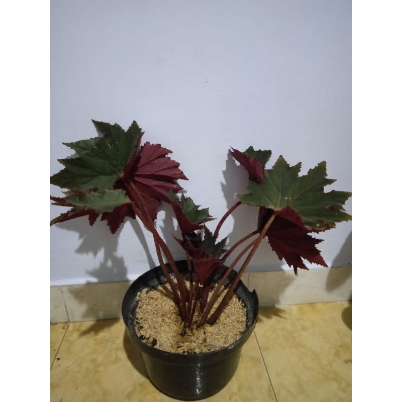 Tanaman Hias Begonia Bintang Daun lebar
