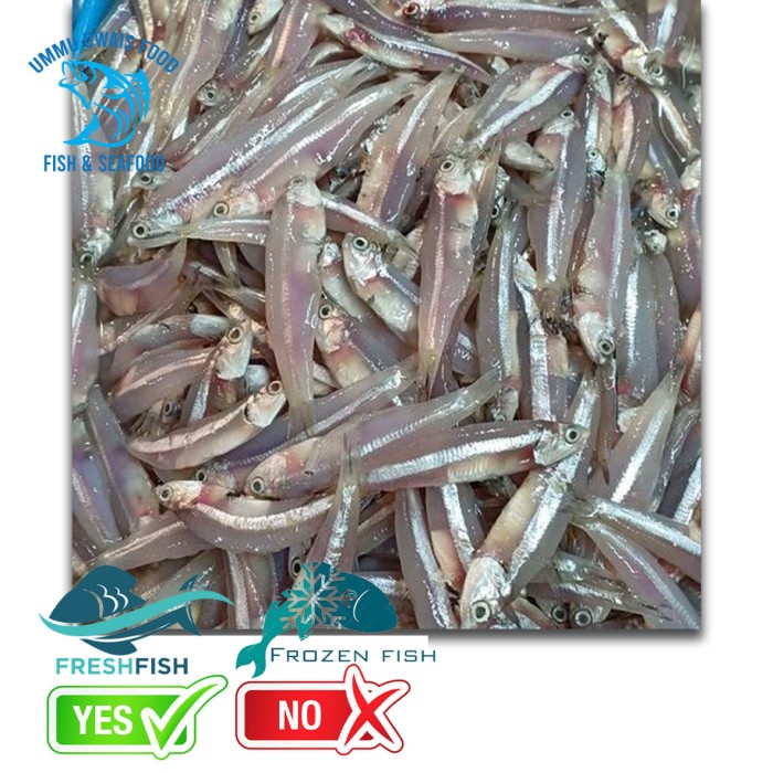 

Ikan Teri Basah Segar Berkualitas - 500 Gram