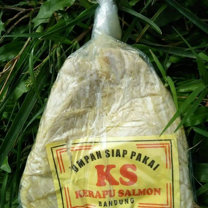 umpan ikan kerapu salmon