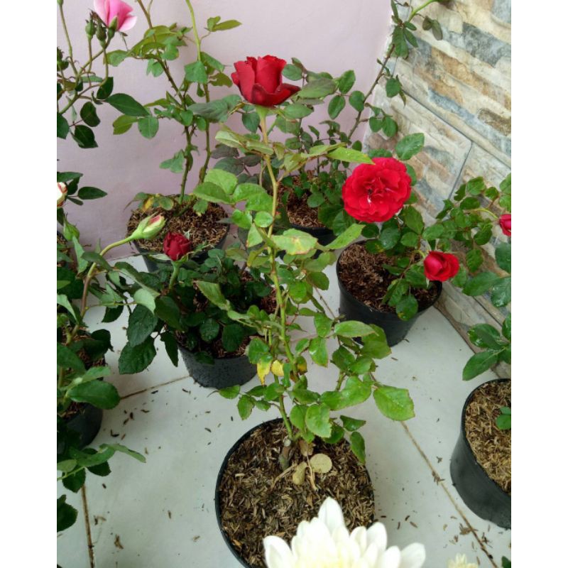 BUNGA ROSE MAWAR SUPER GRADE (WARNA MERAH) | TERMURAH