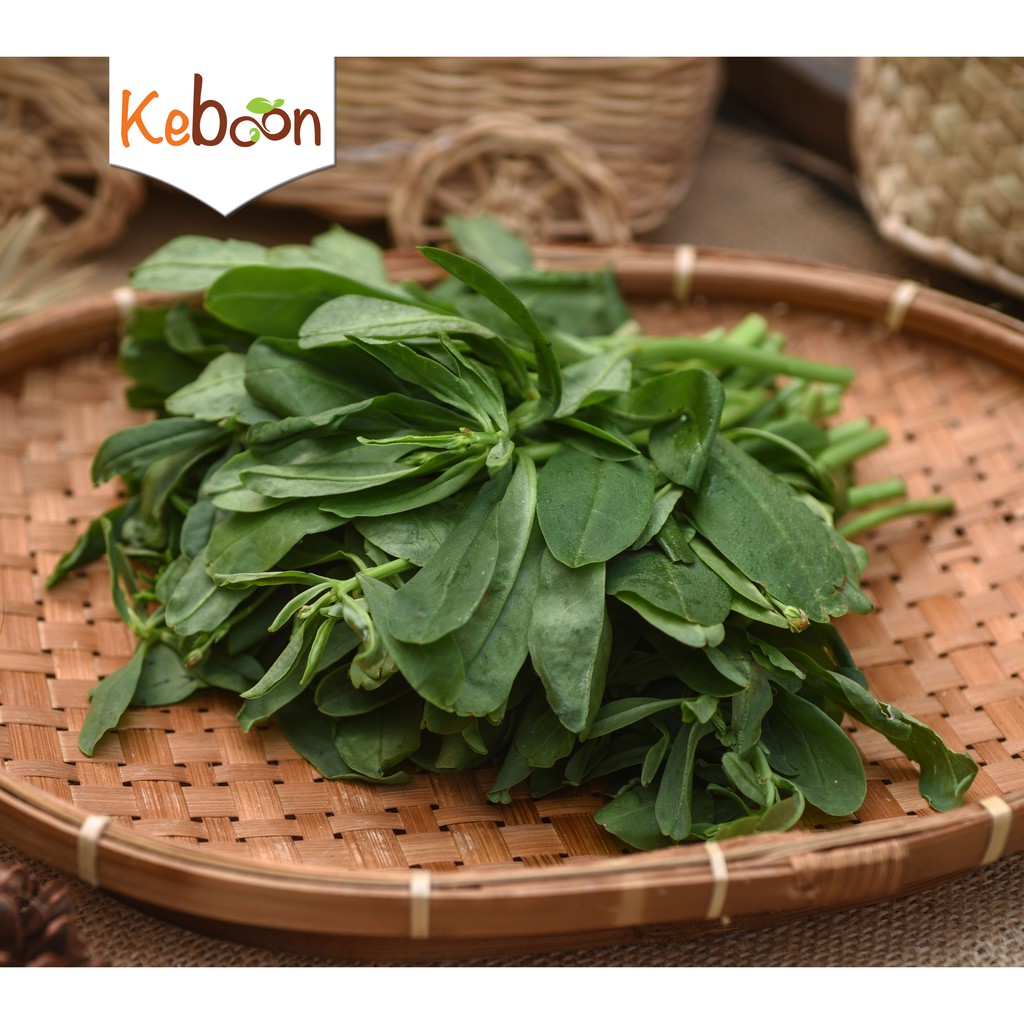 

Daun Ginseng (1 kg)