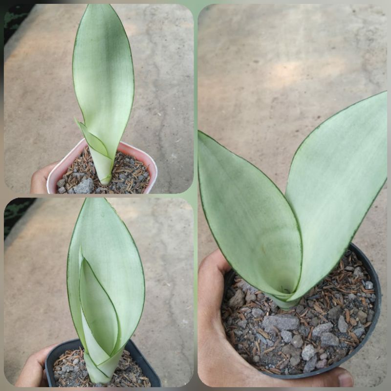 sanseviera moonshine hijau tanaman hias