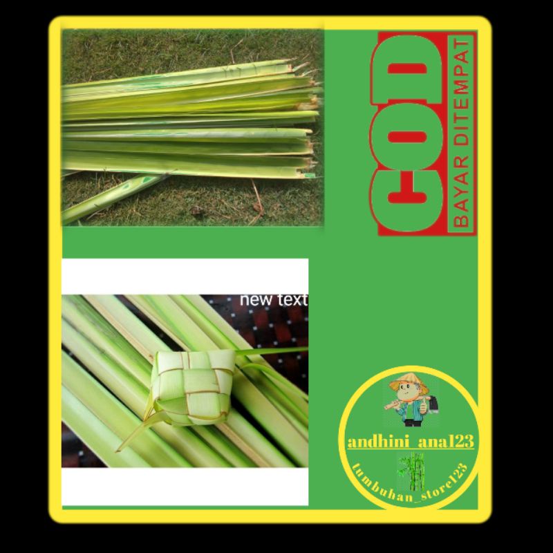 Daun janur kelapa - Ketupat Janur - Janur Ketupat/daun janur murah