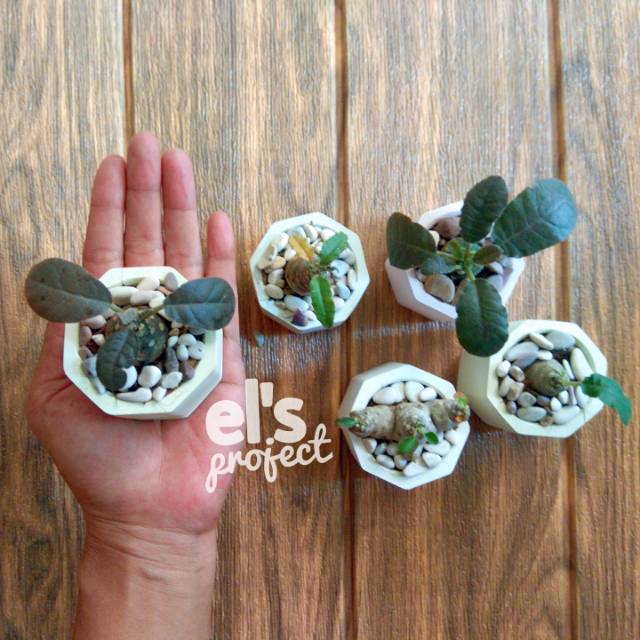 Dorstenia foetida Hybrid dengan pot semen mini / succulent / mini bonsai / pohon mini