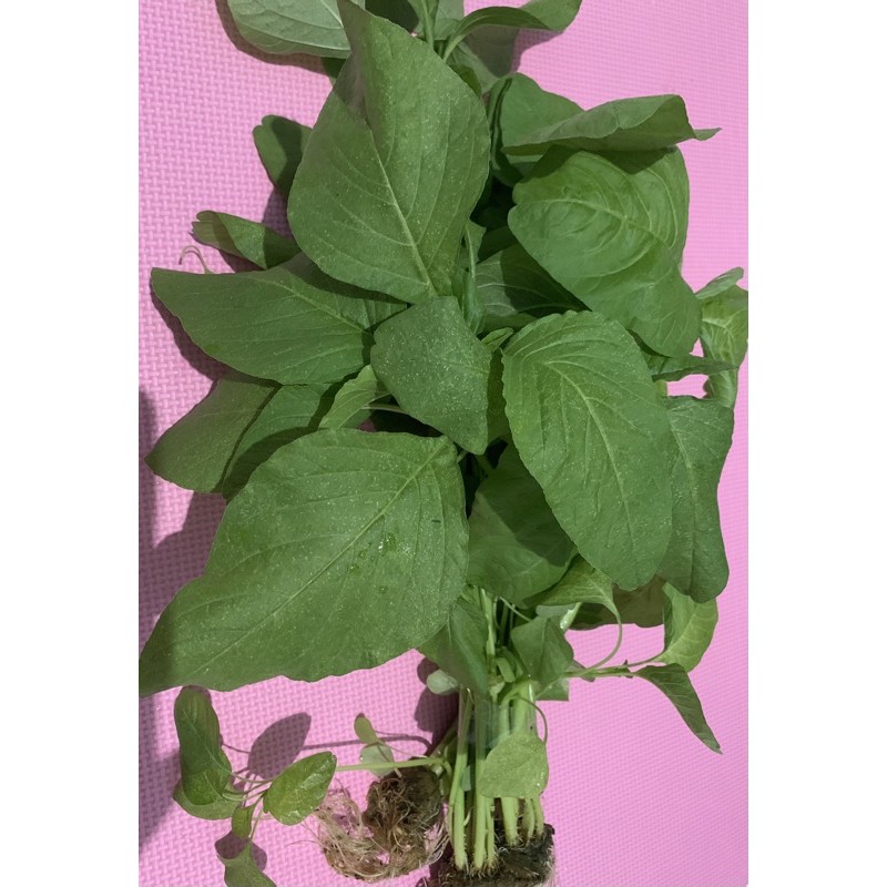 

Sayur bayam hijau