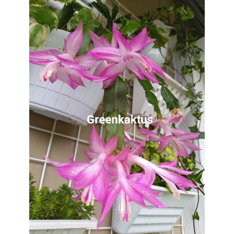 

Wijaya kusuma kepiting