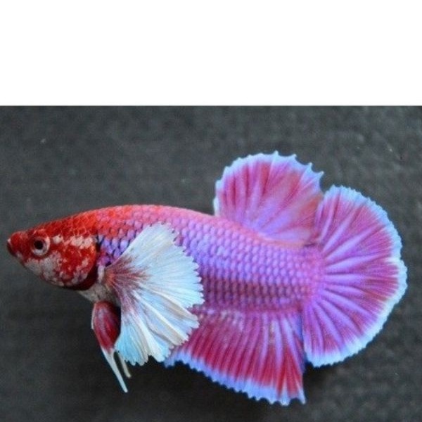 Ikan Cupang Dumbo Ear / Big Ear Lavender Murah