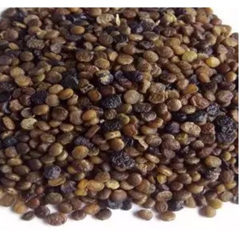 Biji Indigofera, Jual BIJI Indigofera | Jual Biji Indigofera Kualitas Terbaik