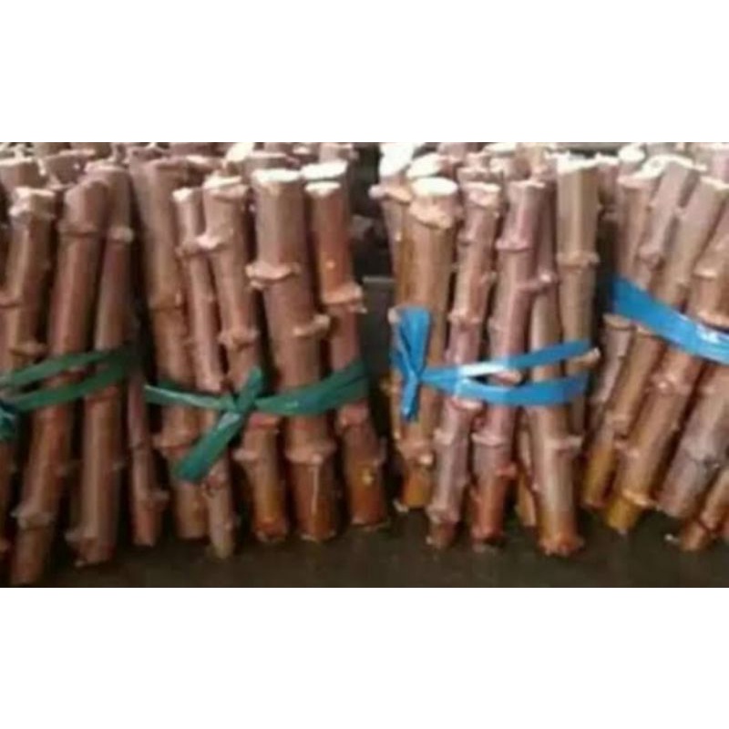 bibit ubi kayu stek/ singkong mentega 10 btg