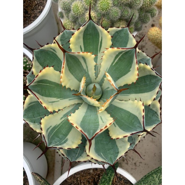 Agave Potatorum