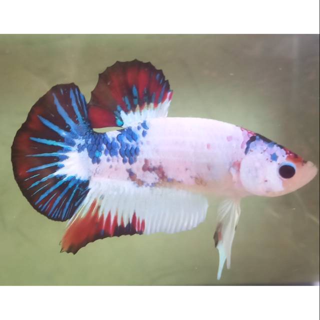 

Ikan cupang New white blue