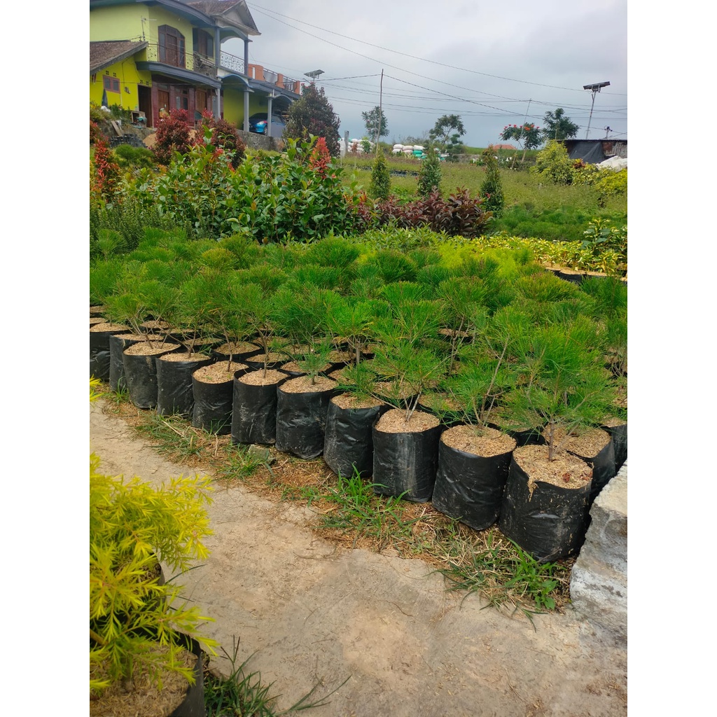 Bonsai Cemara Udang - Prospek Untuk Dibonsai - Cemara Udang Mini - Real Pict - Asli