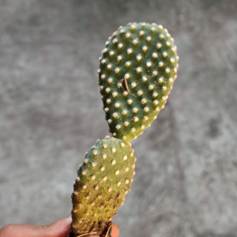 Kaktus Mickey Ownroot medium/Opuntia microdasys/Kaktus mickey