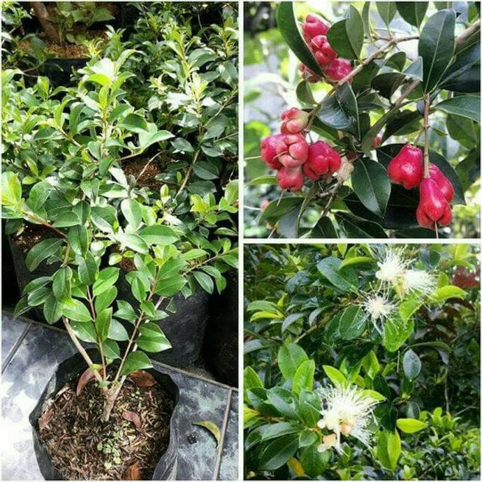 Diskon Bibit Jambu Air Lili Pily