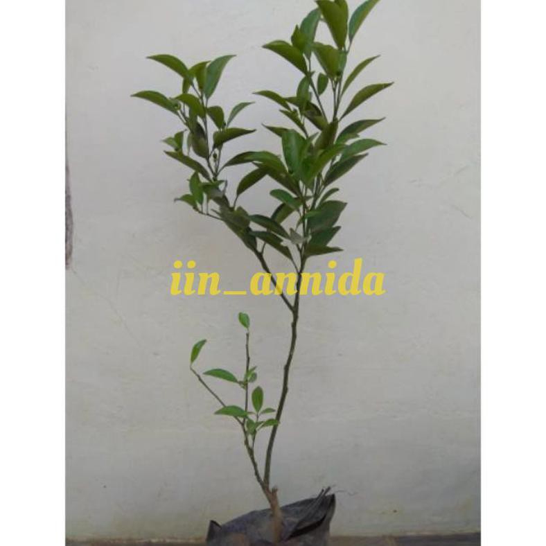 Y@I Jual Bibit Tanaman Buah Jeruk Santang Murah/Bibit Jeruk Santang/Bibit Jeruk Buah/Jeruk
