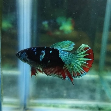 IKAN CUPANG BETINA/FEMALE AVATAR GORDON SIZE INDUKAN SIAP BREED 100% REALPICT (KODE AH12)