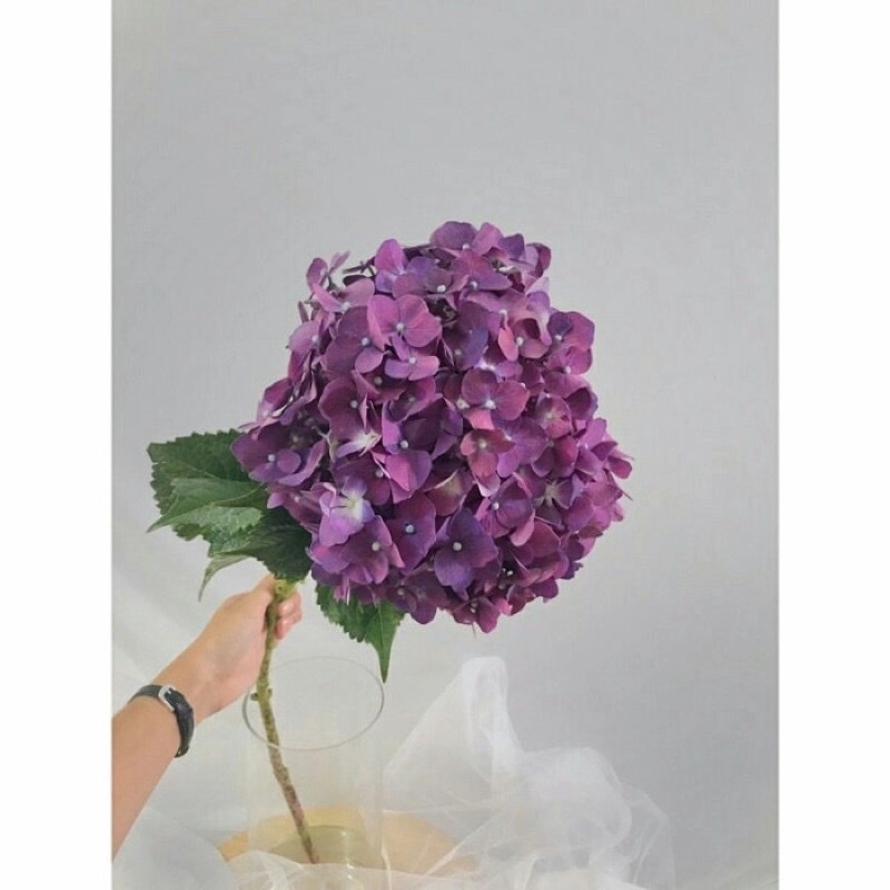 Bunga Hydrangea Asli Segar