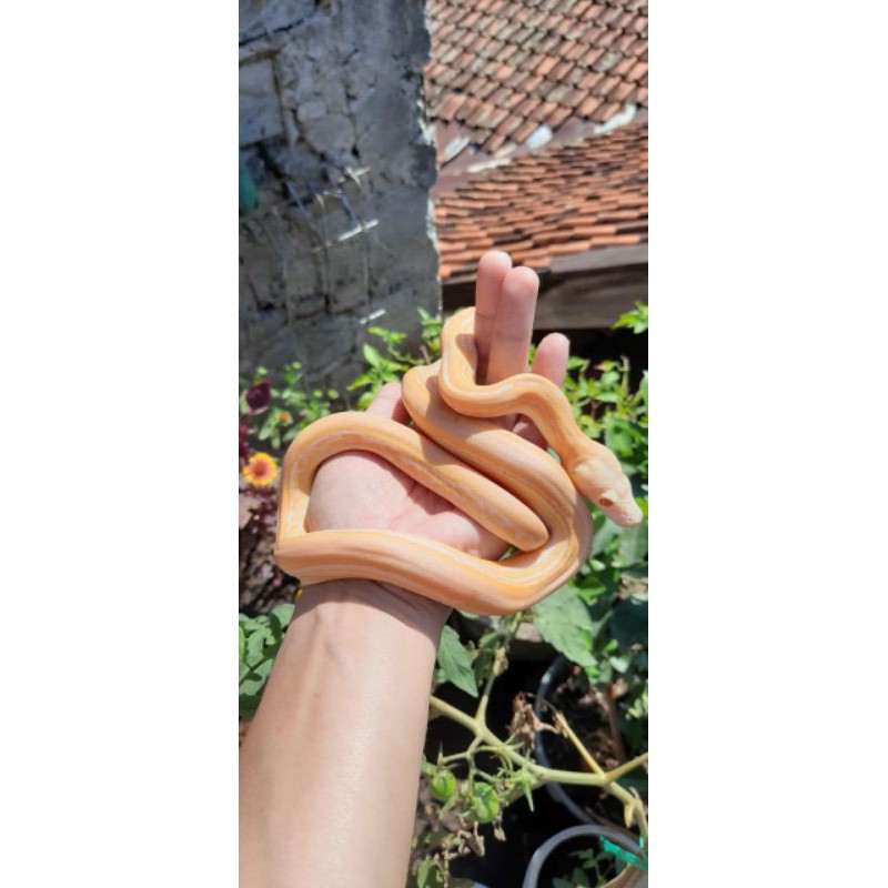 Retic Super Tiger Albino