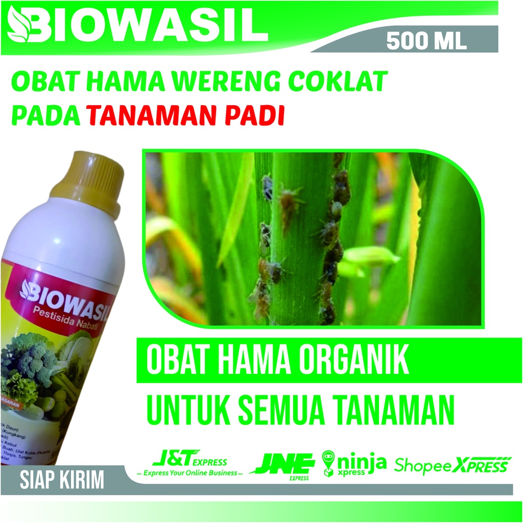 Promo Cod PESTISIDA BIOWASIL Mengatasi Hama Wereng Coklat Padi Paling Bagus - Pembasmi Hama Wereng C