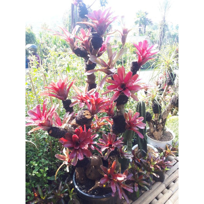 tanaman hias bromolia putih / bromolia varigata / bromolia merah / bromolia hijau