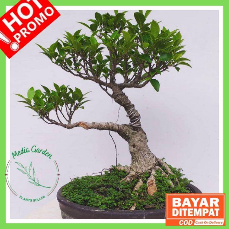 Bibit Bonsai Ficus Kimeng Rawatan