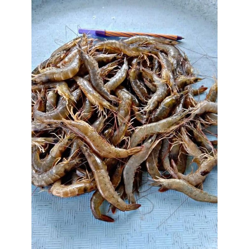 

UDANG API SEGAR 1KG