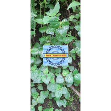 

Sirih cina atou daun sirih cina segar per 500 grn