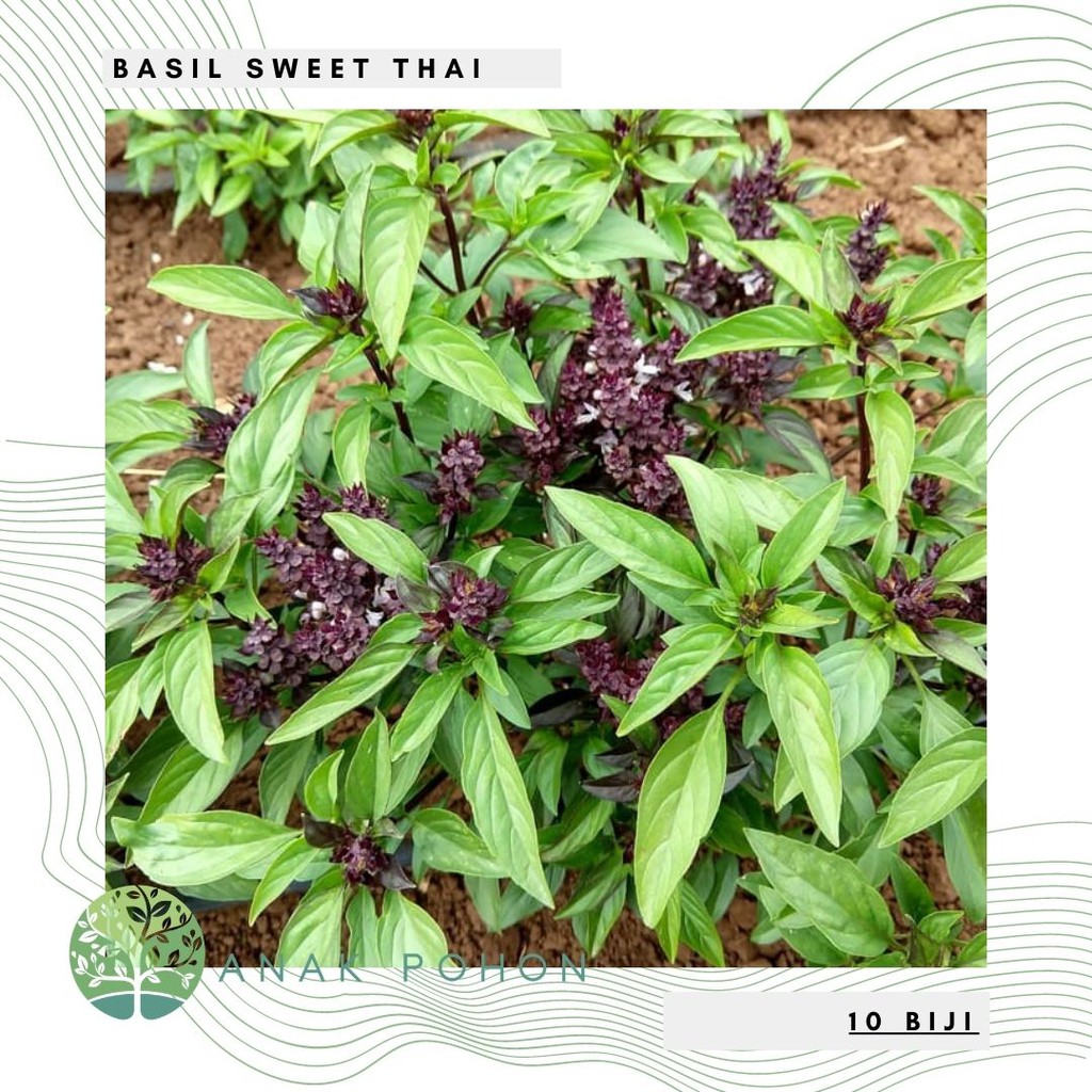 Benih Bibit Biji - Basil Sweet Thai Herb Seeds - IMPORT