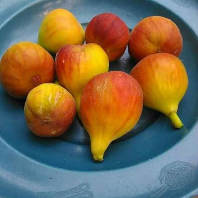 

Bibit buah tin jenis syrian honey