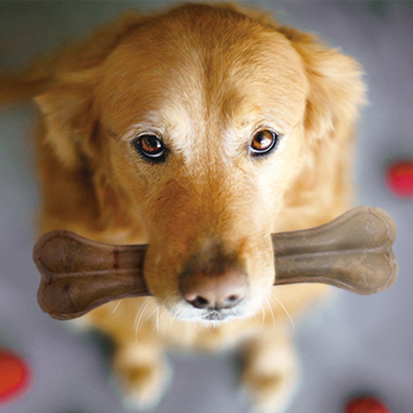 Isi 10Pc Tulang Anjing Gigit Natural Press Bone Mainan Makanan Anjing Cemilan Snack Anjing Aksesoris