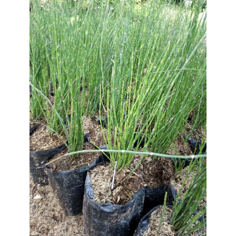 bambu hoki, bambu air