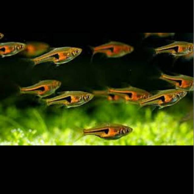 Rasbora hengli