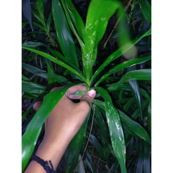 

DAUN SUJI FRESH BANGETT LANGSUNG PETIK MURAH MERIAH