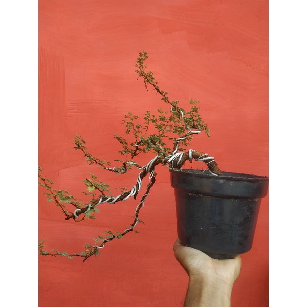 Bakalan Bonsai Kelampis Hitam/Arabika