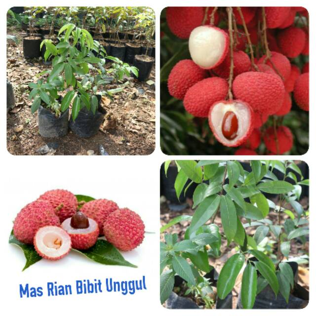Bibit Buah Leci Merah