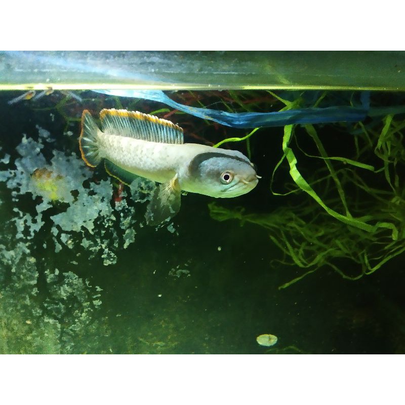 Channa limbata GRADE A Banyak DOT (Dapat 10 Ekor)