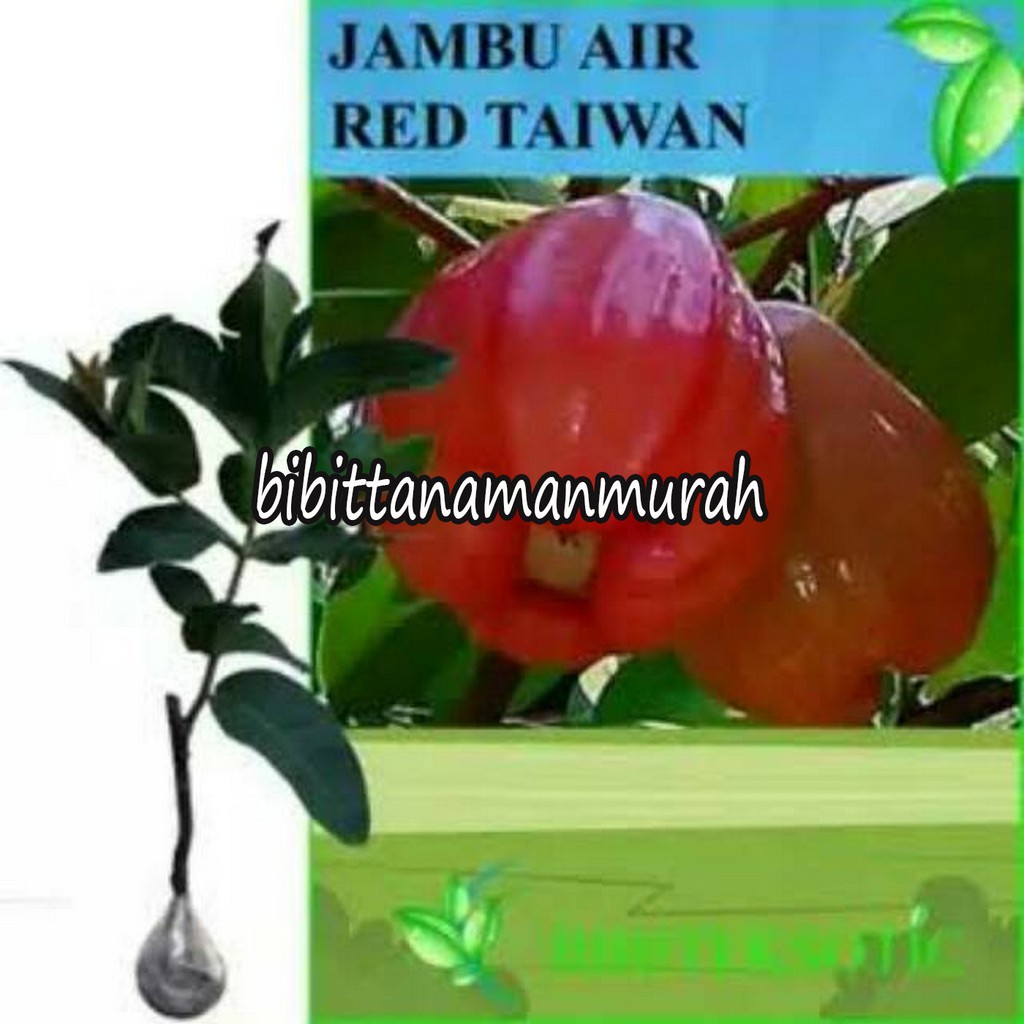 

2 paket bibit jambu air red taiwan
