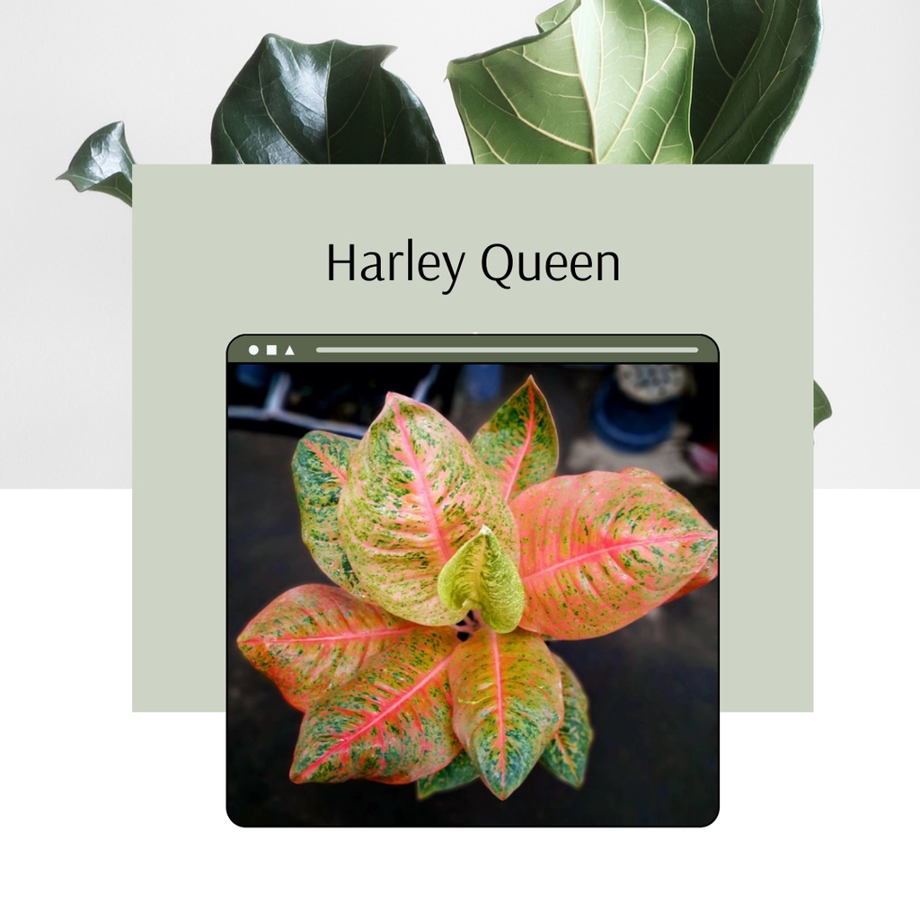 Ready Aglonema Harley Queen Tanaman Hias Aglonema Harley Queen Harleyqueen