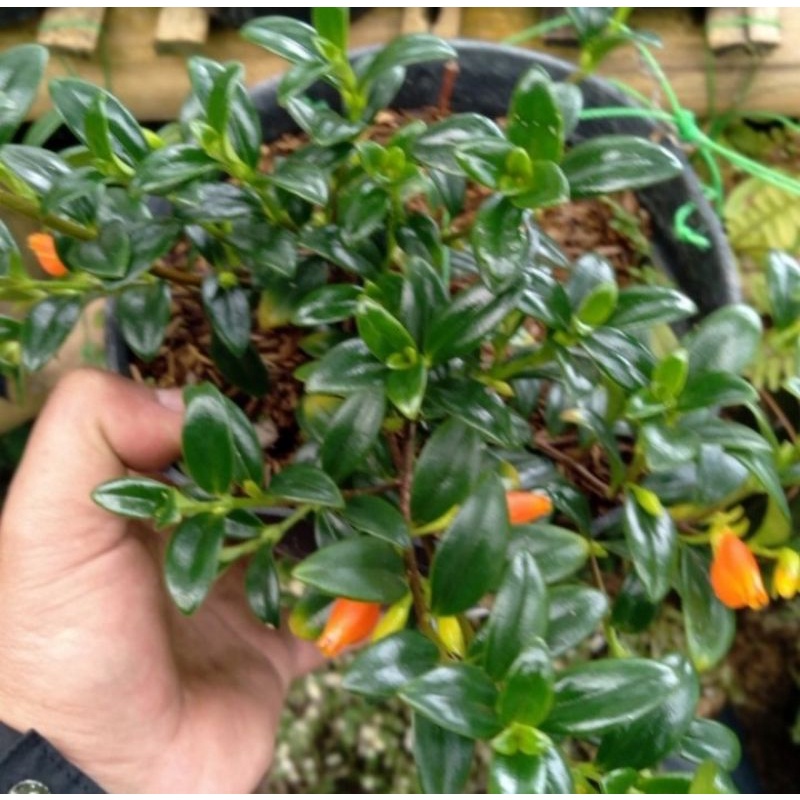 tanaman hias gantung lipstik bunga orange