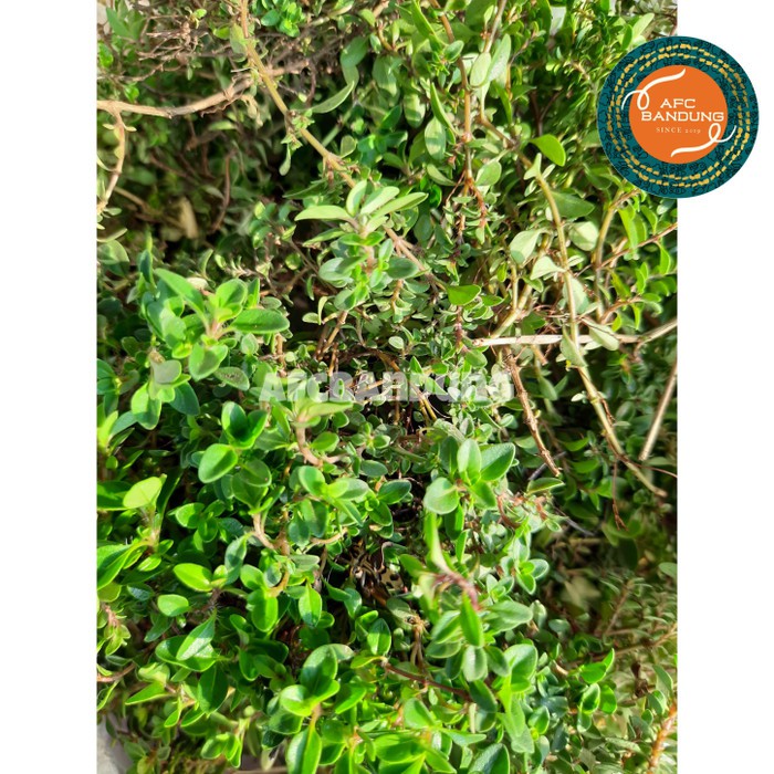 

Daun Thyme Segar 100gr