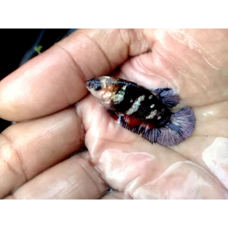 ikan cupang avatar gold female ( betina ) full telur