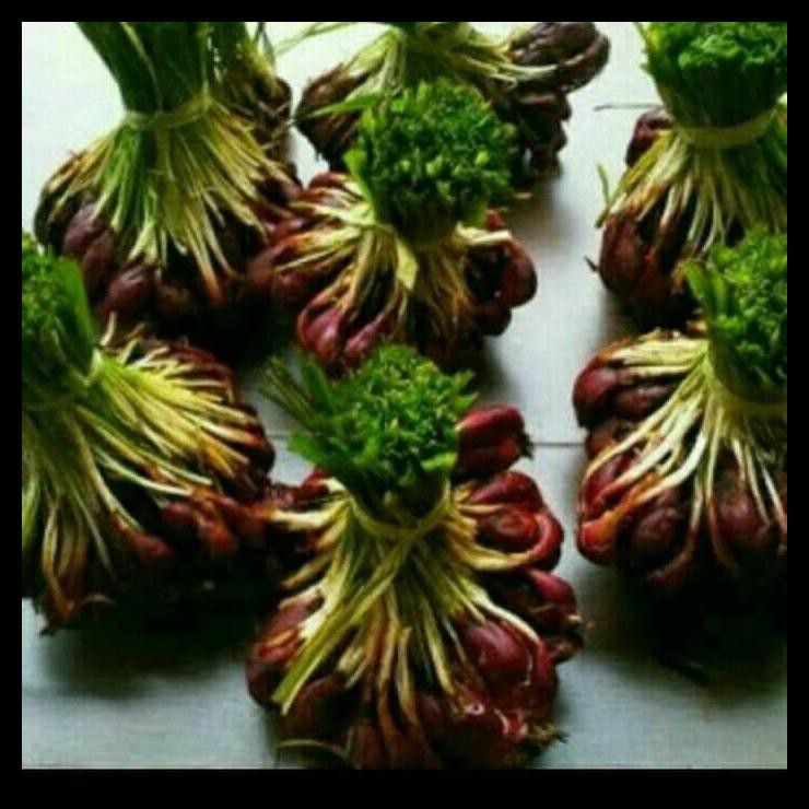 

BEST SELLER Bawang Dayak/Bawang Mekah/Murah Kwalitas Bagus & Besar Asli Kalimantan