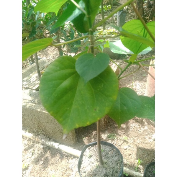 bibit/bahan bonsai waru Thailand