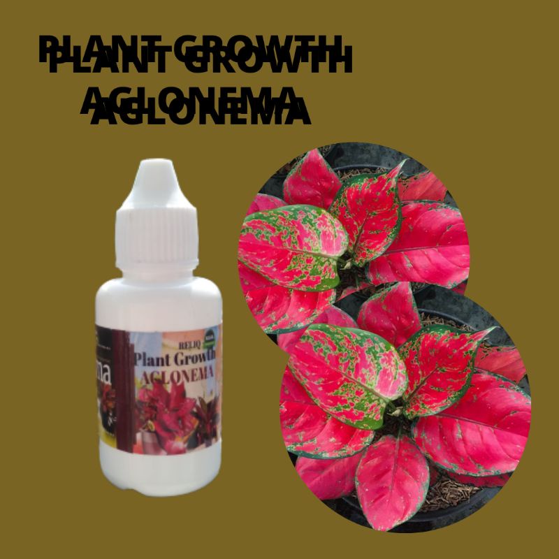 Pupuk Aglonema Merah, PLANT GROWTH AGLONEMA, Pupuk Aglonema Musim Hujan