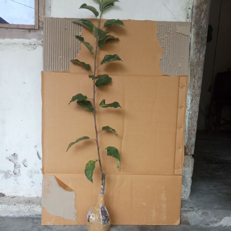 bibit apel fuji cangkok
