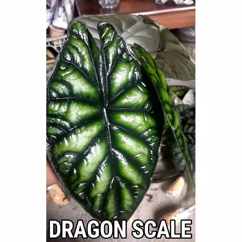 Cacahan Bonggol Alocasia Dragon Scale/Silver Random