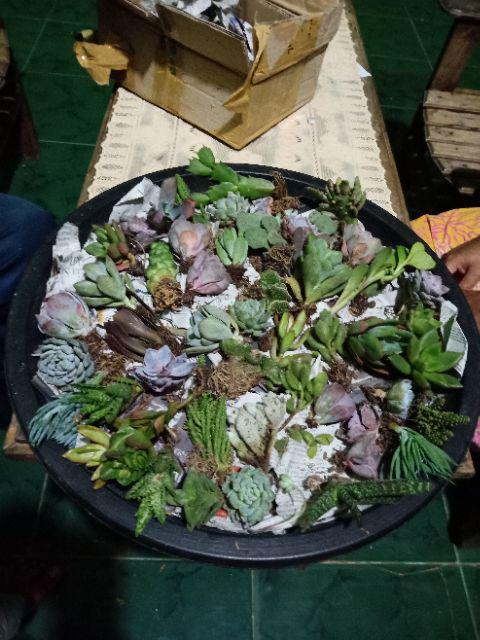 Kaktus Sukulen Paket 50 Pohon Bonus 50 Pot