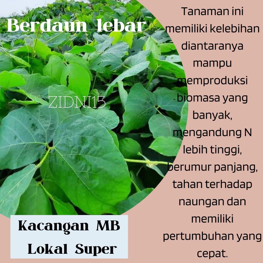 250 gram Biji Benih kacangan Mucuna Bracteata MB Lokal Super Mucuna Bracteata / Cover Crops