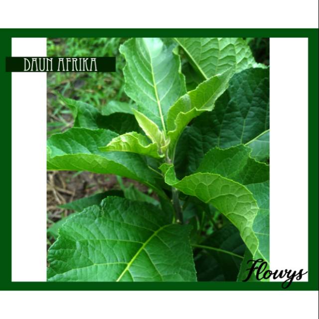 

Daun Afrika Segar 1 Lembar