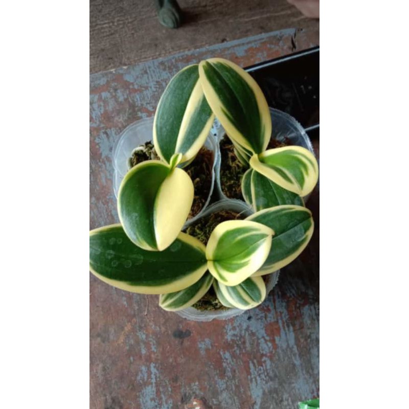 Tanaman hias anggrek bulan varigata--anggrek bulan daun varigata